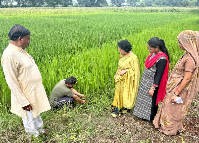 पारंपरिक विधि की तुलना में एसआरआई पद्धति से धान की रोपाई से मिले दोगुने कल्ले